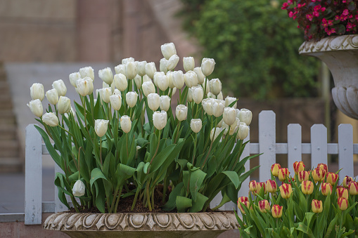 Beautiful colorful white tulips background. Field of spring flowers. Flower bed tulips in Danang, Vietnam, close up