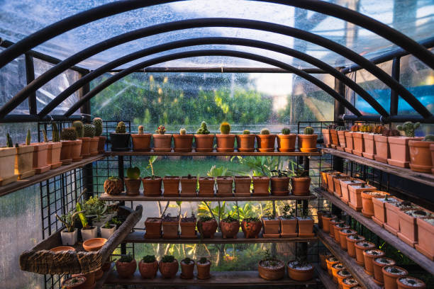 istock Experiment for growing cactus in the farm. 1278965577