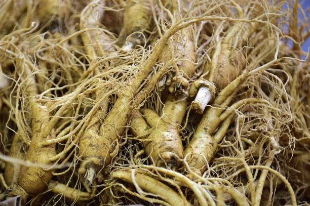 istock Fresh Ginseng in Jinan-gun, South Korea. 1278965633