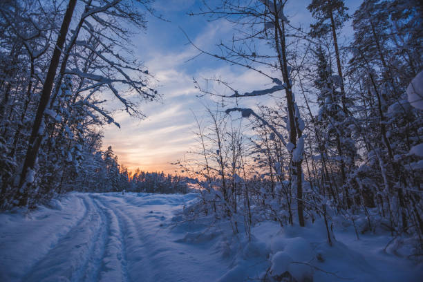 istock Ski track in winter forest 1278967114