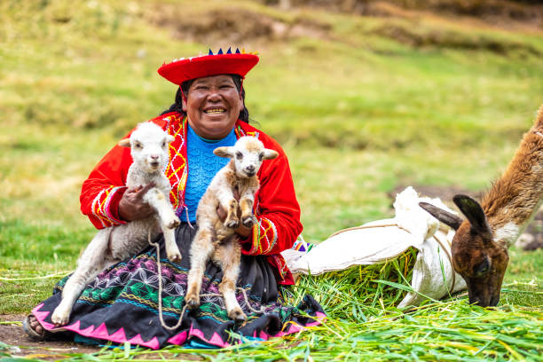 Cucso, Peru - 12 october 2018: Woman in national clothes with little white lambs in Peru