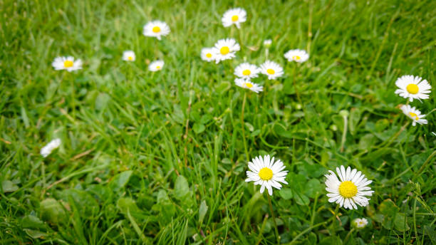 spring glade with beautiful flowers of chamomile , other names also matricaria or german chamomile. - chamomile plant german chamomile summer green imagens e fotografias de stock