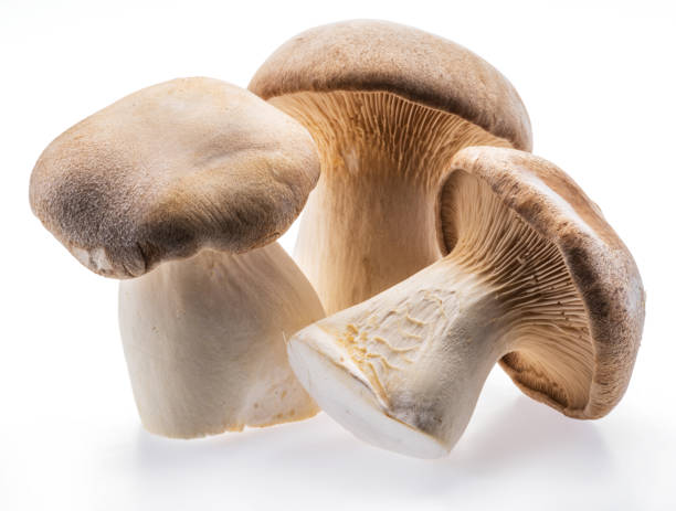 istock King oyster mushrooms isolated on white background. 1278968687