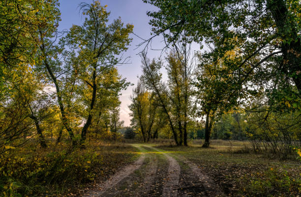 Beautiful abandoned autumn landscape in the south of Great Britain, Sussex. A swampy meadow and trees with yellow autumn foliage against the backdrop of a clear blue evening sky. Ecotourism and travel in the UK