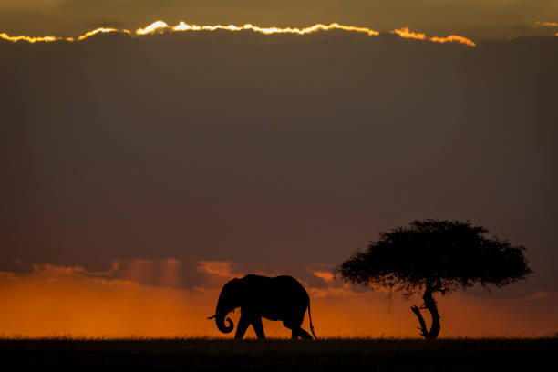 istock Elephant walking in sunset near a tree in Masai Mara in Kenya 1278974344