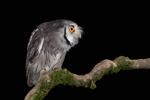 the northern white-faced owl (ptilopsis leucotis) - night perching owl imagens e fotografias de stock