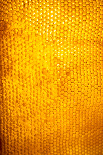 istock honey-filled beeswax fresh from the hives 1278975110