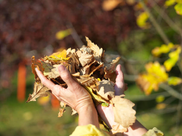 istock Oak leaves in female hands 1278975569