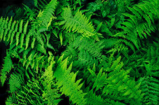 istock Cluster of green plants 1278976484