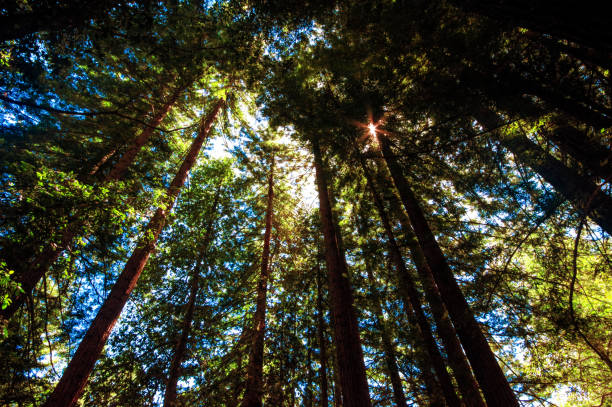 прибрежные деревья секвойи - lumber industry timber tree redwood стоковые фото и изображения