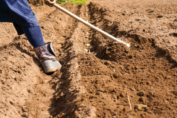 istock spring planting of potatoes in ridges 1278978067
