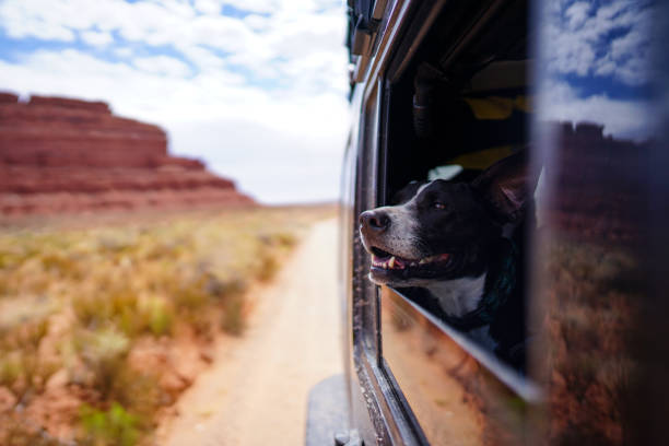 istock Dog enjoying car ride through the desert 1278978533
