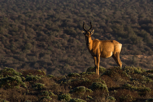 A single red hartebeest standing in the arid scrubland of the Namaqua National Park, in the early morning light