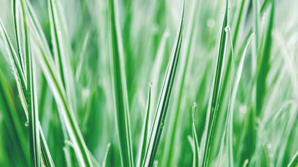 green white sedge grass (Carex Everest) background green white sedge grass (Carex Everest) background carex pluriflora stock pictures, royalty-free photos & images