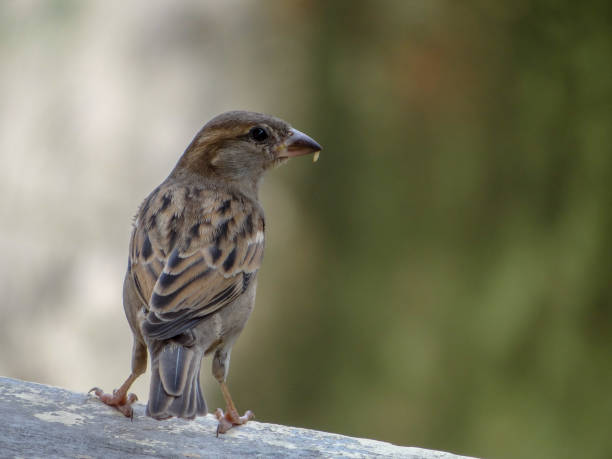 istock THE FEMALE SPARROW 1278979806