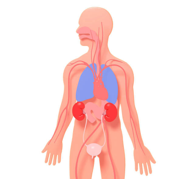 인체의 실루엣에 엠보싱된 오줌 시스템의 3d 일러스트. - human cardiovascular system heart shape human hand healthy lifestyle 뉴스 사진 이미지