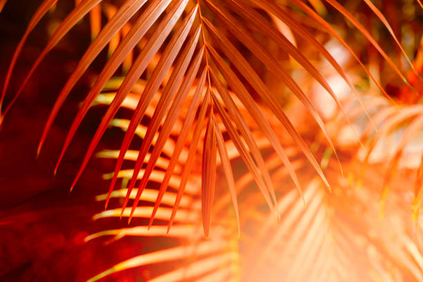 istock Palm leaf. Tropical plants. Nature red blur background. 1278980295