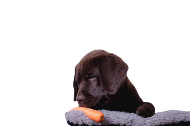istock Chocolate Labrador puppy biting a carrot 1278980871