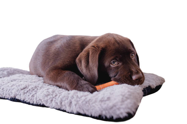 istock Chocolate Labrador puppy biting a carrot 1278980885