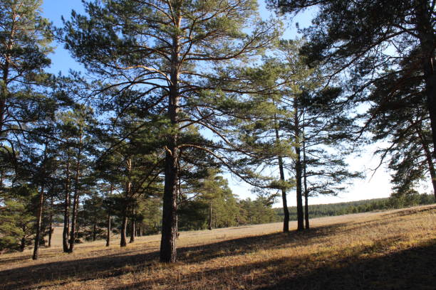 istock forest background pine trees with dense branches and coniferous fir-needles autumn sun-drenched edge with yellow grass and evergreen woods 1278981410