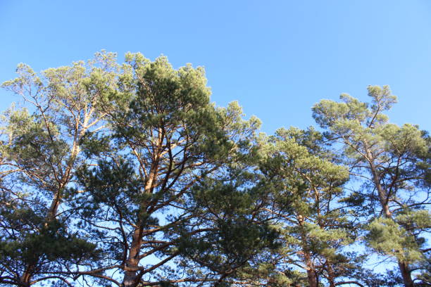 istock pine tree top isolated Background evergreen coniferous trees with needles sun-drenched branches and trunk against blue autumn sky 1278982373