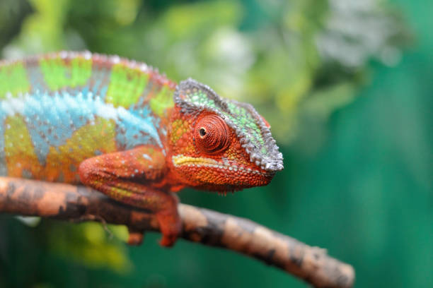 istock The Latin name is the lizard Chamaeleonidae. 1278982728