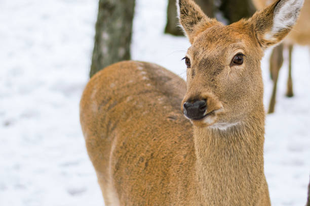 istock A female spotted deer. Sunny winter day, snow fell. 1278983091