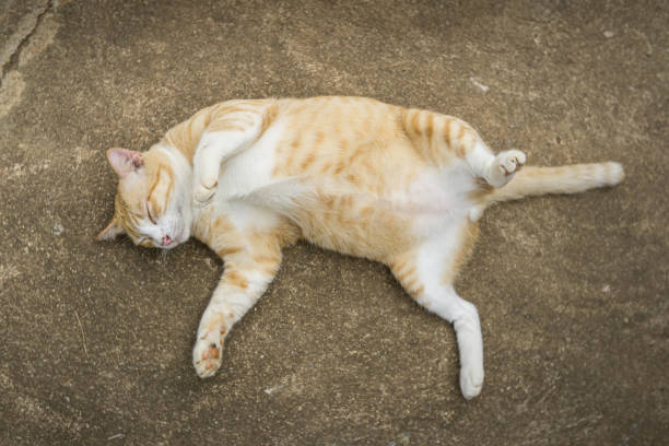 High angle view of sleeping cat.