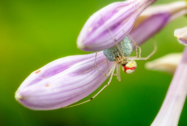 Spider Enoplognatha ovata Enoplognatha ovata spiders with an egg sack, protecting it´s offsprings spinning web stock pictures, royalty-free photos & images