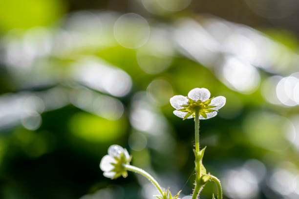 Wild strawberry flower in gossamer backlit  light and bokeh background