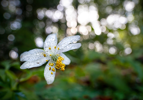 Close up of wood anemone with drops on petals , Bokeh background