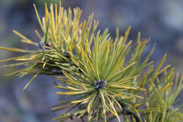 fir-needle close-up background photograph evergreen coniferous pine tree branches - growth new evergreen tree pine tree imagens e fotografias de stock