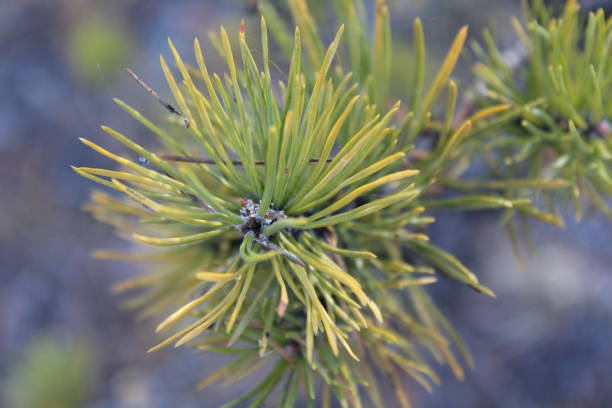 fir-needle close-up background photograph evergreen coniferous pine tree branches - growth new evergreen tree pine tree imagens e fotografias de stock