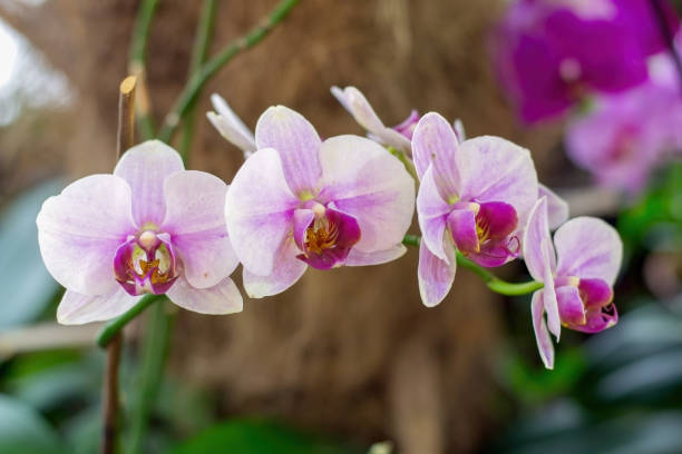 istock Simple, beautiful flowers with natural color. 1278984556