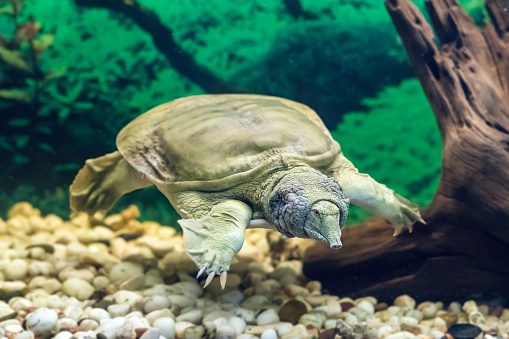 The Chinese Trionyx turtle Pelodiscus sinensis swimming in the aquarium.