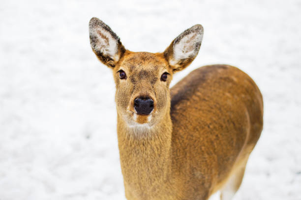 istock A female spotted deer. Sunny winter day, snow fell. 1278984827