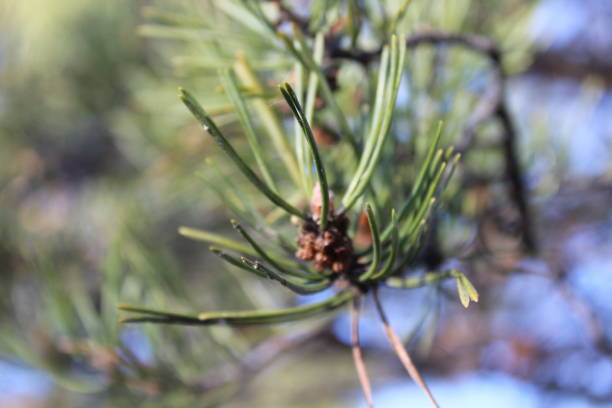 fir-needle close-up background photograph evergreen coniferous pine tree branches - growth new evergreen tree pine tree imagens e fotografias de stock