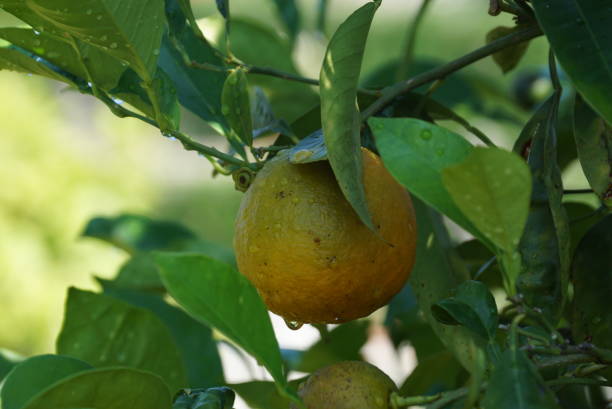 istock Close up of a fresh orange tangerine on a tree 1278985612