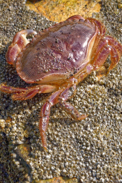 istock Sea Crab at low tide on the Durham Heritage Coast 1278985693