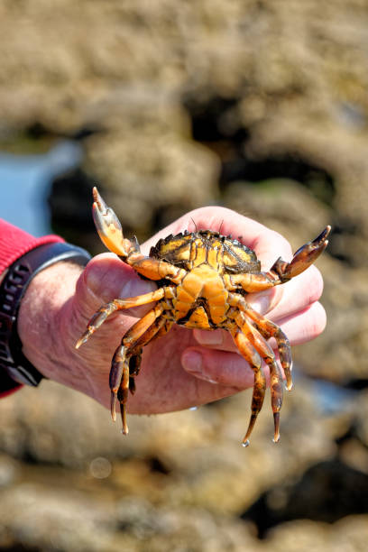 istock Sea Crab at low tide on the Durham Heritage Coast 1278985729