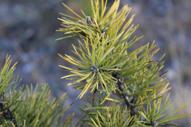 fir-needle close-up background photograph evergreen coniferous pine tree branches - growth new evergreen tree pine tree imagens e fotografias de stock