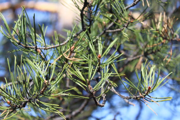 fir-needle close-up background photograph evergreen coniferous pine tree branches - growth new evergreen tree pine tree imagens e fotografias de stock