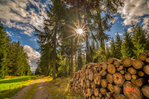 impressões na floresta turíngia - pilha de lenha - fotografias e filmes do acervo