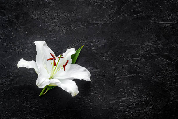 istock Condolence card with white flowers lily, from above 1278986502