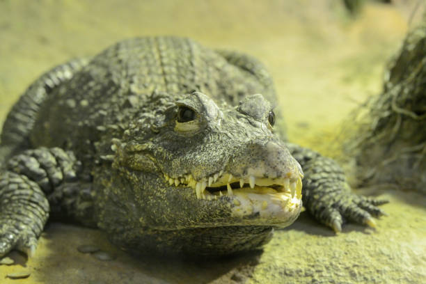 istock Green crocodile, close up shot. 1278987692