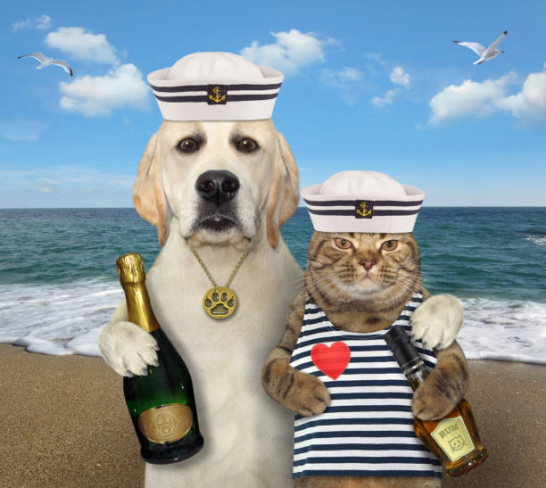 istock Dog sailor with wine hugs cat 2 1278987736