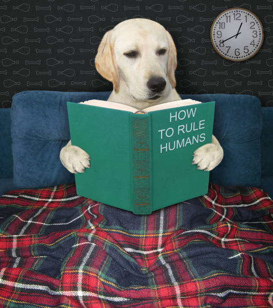 istock Dog reads book at night 1278987756