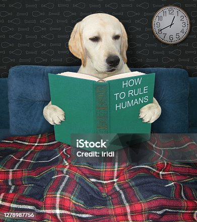 istock Dog reads book at night 1278987756