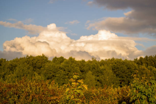 A maple tree in focus and a blurry forest background at the back. The tree has colorful leaves in autumn, red and yellow. Dramatic clouds in the sky.