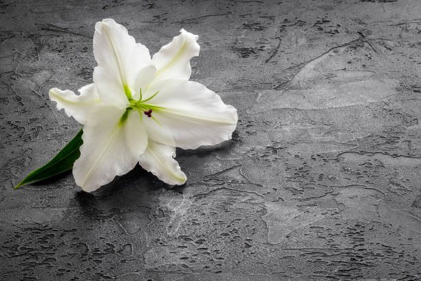 istock Lily funeral flower on dark stone. Condolence card with copy space 1278988720